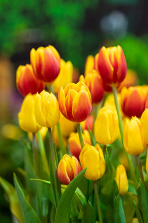 Beautiful bunch of red and yellow tulips blooming in the gardenの写真素材