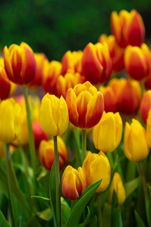 Beautiful bunch of red and yellow tulips blooming in the gardenの写真素材