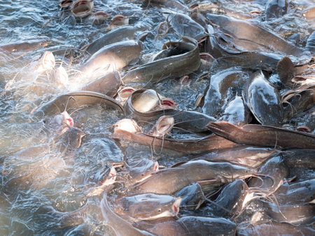 Catfish freshwater raised for agriculture in the fish farming.の写真素材