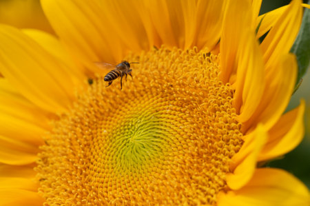 Bee on Sunflower in a Bright Summer Gardenの写真素材