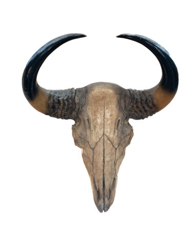 Buffalo skull with horns isolated on white backgroundの写真素材