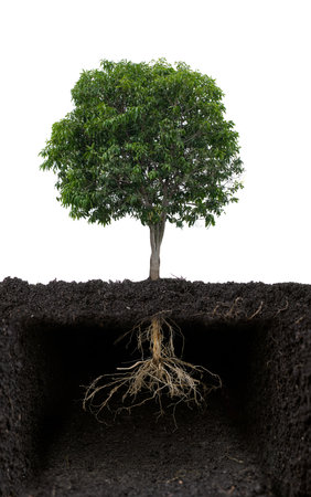 Tree with its roots exposed in the dirt,isolated on whiteの写真素材