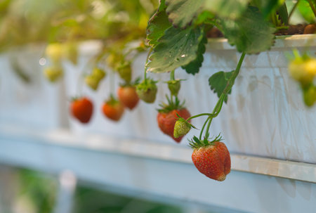 Ripe wild strawberries on a bush in a garden during summerの写真素材
