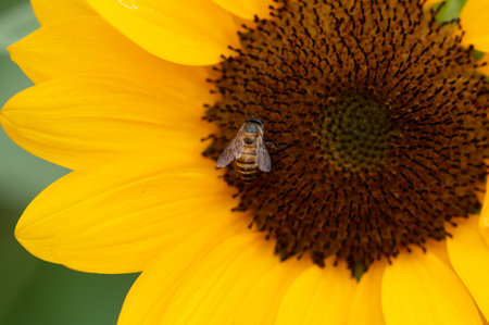 Bee on Sunflower in a Bright Summer Gardenの写真素材