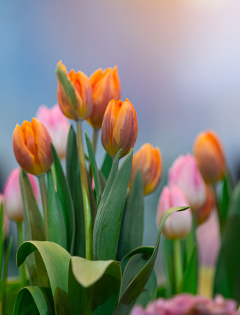 Beautiful bunch of red and yellow tulips blooming in the gardenの写真素材
