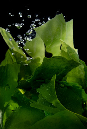 Wet seaweed kelp surface close up macro shot texture background,Wakame Seaweed in water