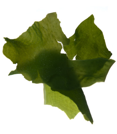 Seaweed kelp surface close up macro shot texture background,Wakame Seaweed in water isolated on whiteの写真素材