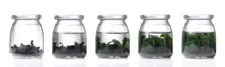 Concept of ecology science research biology with seaweed or kelp in the laboratory on white background,dry seaweedの写真素材