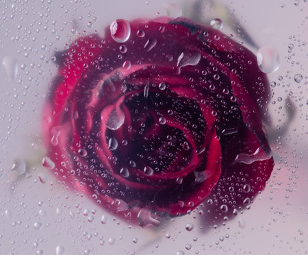 Red rose through the glass with waterdrops background,Abstract Nature blur background.の写真素材