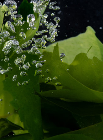 Wet seaweed kelp surface close up macro shot texture background,Wakame Seaweed in water