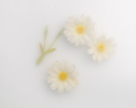 Top view closeup of white flowers with soft blur and waterdrops background,Abstract Nature blur background.の写真素材