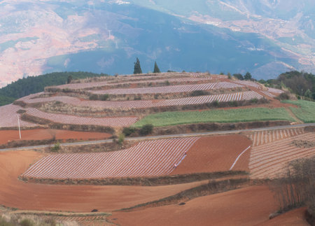 Landscape with terraced rice paddies in a mountain valleyの写真素材
