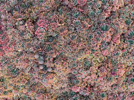 Succulent plants garden floral background. Top View.