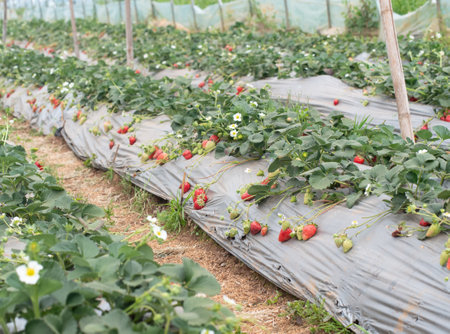 strawberry plants grow in gardenの写真素材