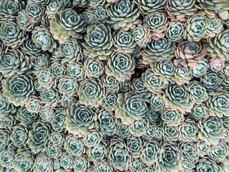 Succulent plants garden floral background. Top View.の写真素材