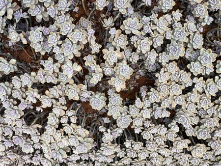 Succulent plants garden floral background. Top View.の写真素材