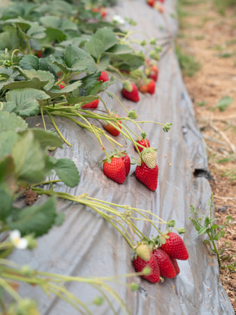 strawberry plants grow in gardenの写真素材
