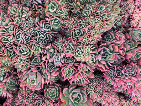 Succulent plants garden floral background. Top View.の写真素材