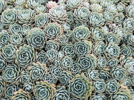 Succulent plants garden floral background. Top View.の写真素材