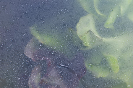 Close-Up Of Water droplets on the glass against the background of the green lettuceの写真素材