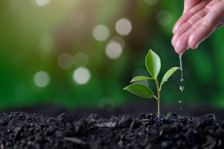 Earth day concept. Drop water on hand for growing tree. Protect the environmentの写真素材