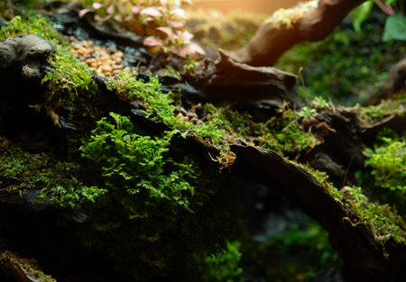 Moody forest texture. Lush green moss, leaves, and tree roots. Ideal for nature, eco,の写真素材