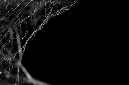 Halloween Spider Web,Creepy white cobweb on a dark background. space for textの写真素材