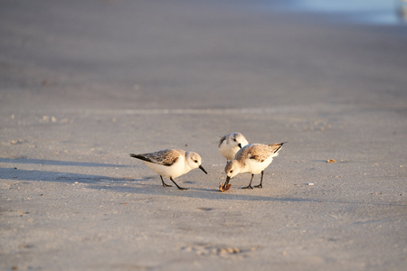 Curious Group of Investigating Sanderlingsの写真素材