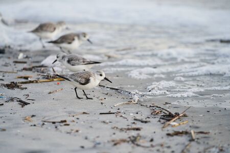 Sanderling walking through Debris on Beachの写真素材