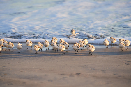 Flock of Sanderlings on Beach moving away from Waterの写真素材