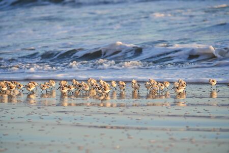 Group of Sanderlings on Beach with Wavesの写真素材