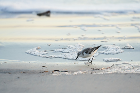 A sanderling on the beach in Florida near Sunriseの写真素材