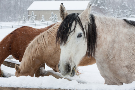 A grey and black horse chewing on hay on a cold day out in the snow.の写真素材