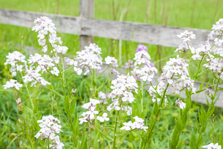 White phlox flowers blooming in field next to wooden fence.の写真素材