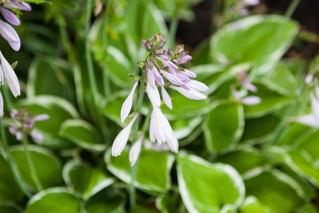 Blooming pink and purple hosta flowers with white bordered leaves in the background.の写真素材
