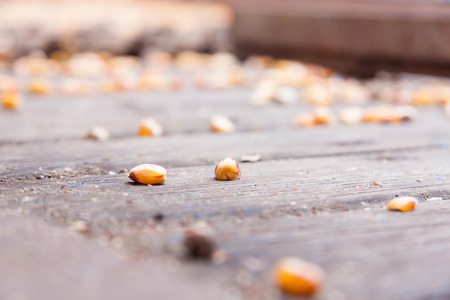 Yellow corn kernels laying on wooden planking inside farm machinery.