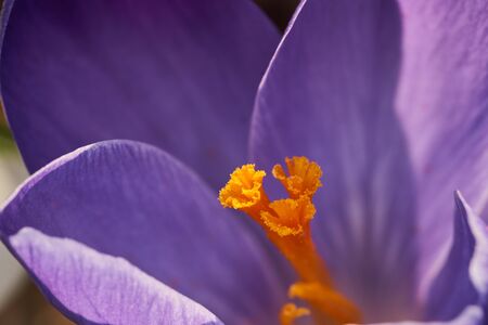 A beautiful, purple crocus flower on a sunny day with orange stamen.