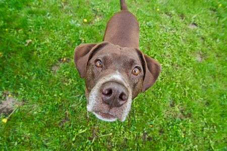 A chocolate lab/pit bull mix looking longingly up hoping for a treat.