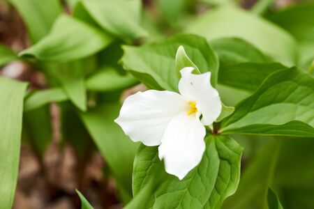 A beautiful blooming white trillium in spring. The flower is pure white, with yellow stamen and lush green leavesの写真素材