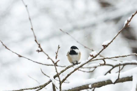 Coal tit (Poecile atricapilla) on a branch in winterの写真素材