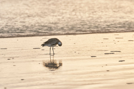 Little ringed plover (Charadrius dubius) on the beach