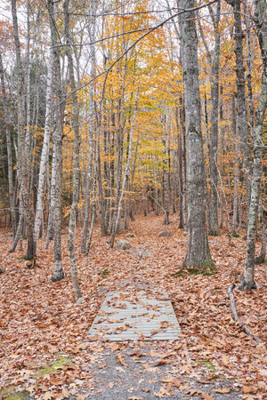 A walking trail that is covered with leaves, going through a forest. It is near the end of fall, so most of the leaves are off the trees.の写真素材