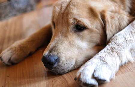 Golden retriever dogの写真素材
