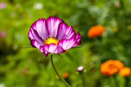 Flowersの写真素材