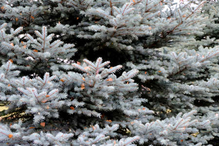 Close-up image of branches and needles of blue firs. Fall season. the eve of Christmas and New Year. Selective focus.の写真素材