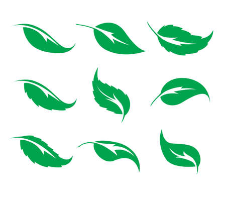 Set of nine green leaves vector icon on a white background. Elements for eco, medical, pharmacy and bio logos.のイラスト素材