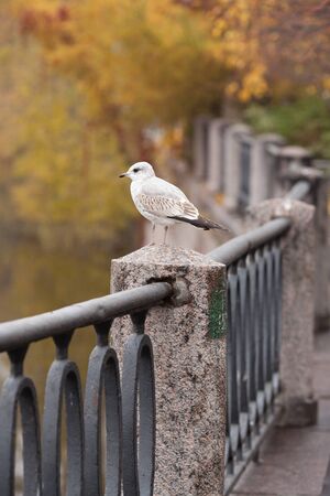 Gull on the parapetの写真素材