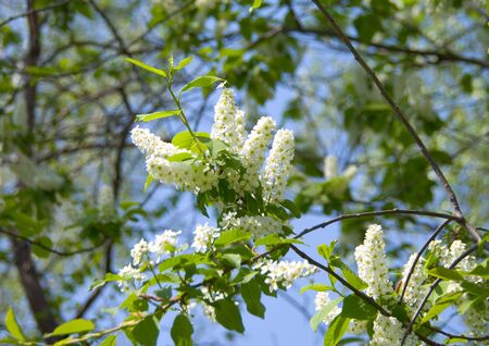 Bird cherry tree flowers and leaves on a sky backgroundの写真素材