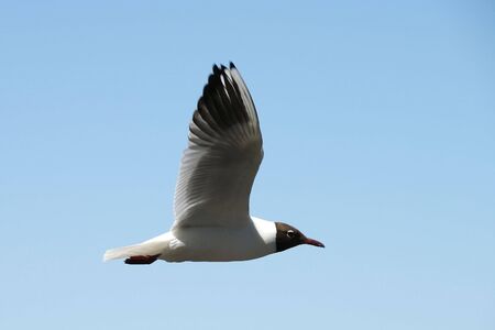 Lonely seagull flying in a blue skyの写真素材
