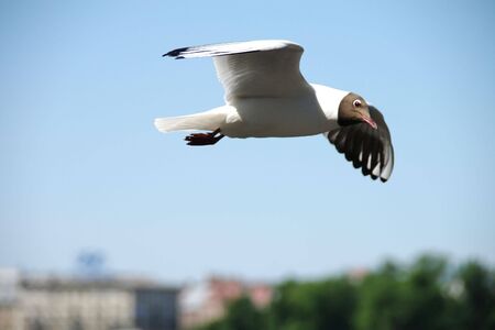 Lonely seagull flying in a blue skyの写真素材
